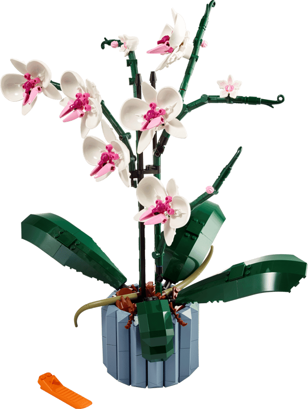Orquídeas