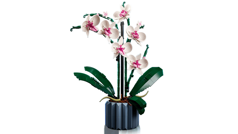 Orquídeas