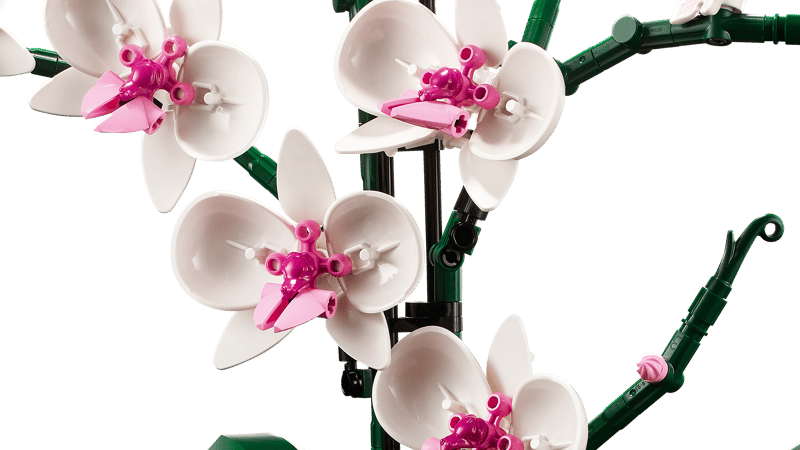 Orquídeas
