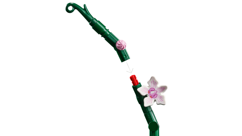 Orquídeas