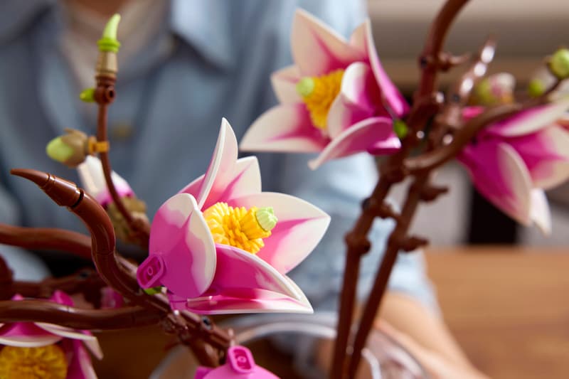 Ramas de Magnolia