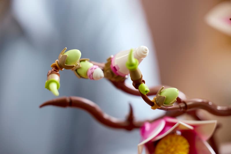 Ramas de Magnolia